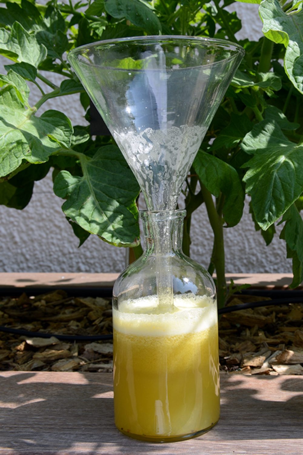 Photos blog format Pinterest Jus de pommes kiwi orange et gingembre